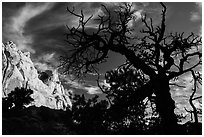 Silhouetted juniper and cliff. Capitol Reef National Park, Utah, USA. (black and white)