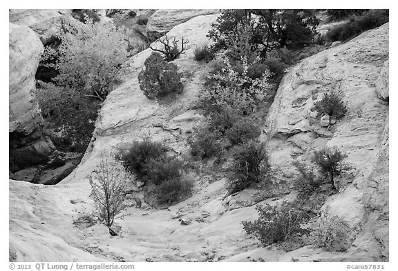 Shrubs with fall foliage and sandstone ledges. Capitol Reef National Park (black and white)