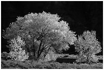 Cottonwood trees in autumn against cliffs. Capitol Reef National Park, Utah, USA. (black and white)