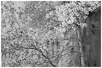 Aspen in fall foliage against red cliff. Capitol Reef National Park ( black and white)