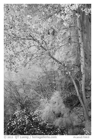 Tree and shrubs in autumn foliage against red cliff. Capitol Reef National Park (black and white)