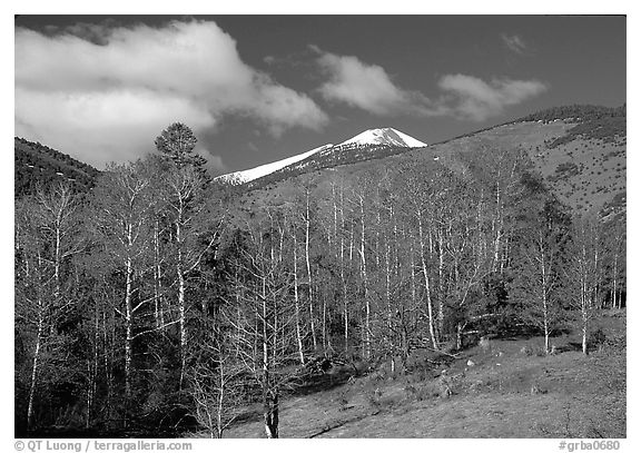 Trees and mountains, Baker Creek, morning spring. Great Basin National Park (black and white)