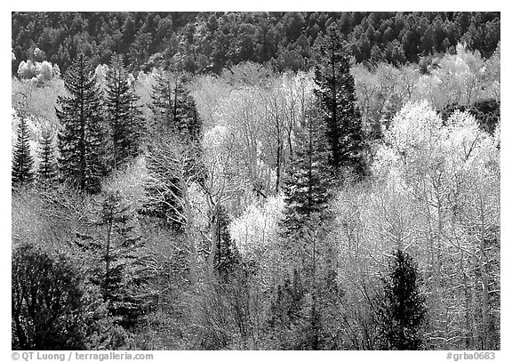First leaves buds in springtime, Baker Creek. Great Basin National Park (black and white)