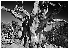 Bristelecone pine grove at the base of Wheeler Peak. Great Basin National Park, Nevada, USA. (black and white)
