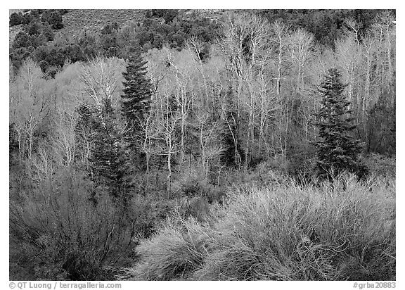 Tapestry of shrubs and trees in early spring. Great Basin  National Park (black and white)