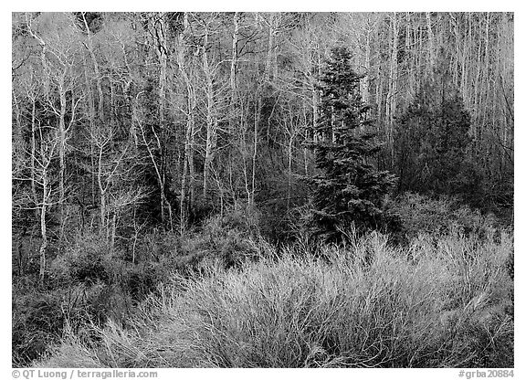 Trees just leafing out amongst bare trees. Great Basin National Park (black and white)