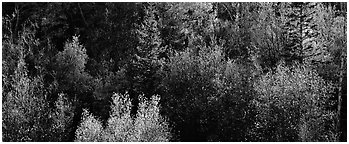 Backlit autumn leaves on hillside. Great Basin  National Park (Panoramic black and white)
