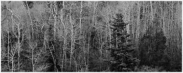 Trees in early spring. Great Basin  National Park (Panoramic black and white)