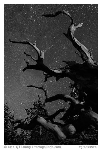 Twisted branches of bristlecone pine and stars. Great Basin National Park (black and white)