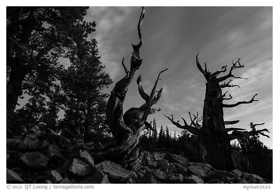 Bristlecone pine trees at twilight, Wheeler cirque. Great Basin National Park (black and white)