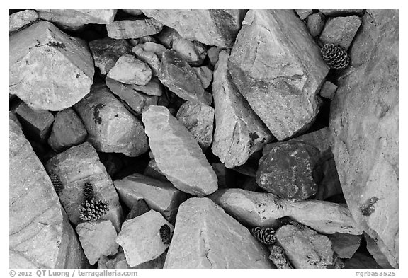 Ground close-up with quartzite blocks and bristlecone pine cones. Great Basin National Park (black and white)
