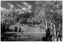 Aspen and Stella Lake. Great Basin National Park, Nevada, USA. (black and white)