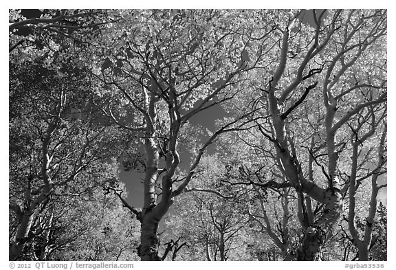 Trees with leaves in autumn foliage. Great Basin National Park (black and white)