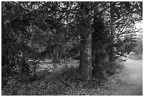 Campground along Snake Creek. Great Basin National Park ( black and white)