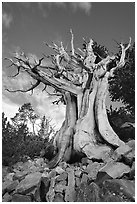 Ancient Bristlecone Pine, Wheeler Peak Basin, afternoon. Great Basin National Park, Nevada, USA. (black and white)