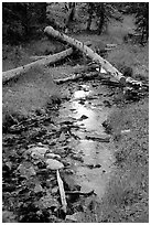 Snake Creek in fall. Great Basin National Park, Nevada, USA. (black and white)