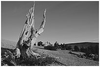 Barren slopes and dead bristlecone pine tree, Mt Washington, sunrise. Great Basin National Park, Nevada, USA. (black and white)