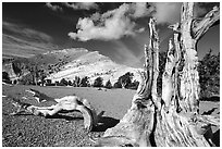 Weathered Bristlecone Pine squeleton and Mt Washington, morning. Great Basin National Park, Nevada, USA. (black and white)