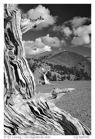 Weathered Bristlecone Pine wood, Mt Washington, morning. Great Basin National Park (black and white)