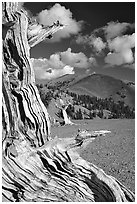 Weathered Bristlecone Pine wood, Mt Washington, morning. Great Basin National Park, Nevada, USA. (black and white)