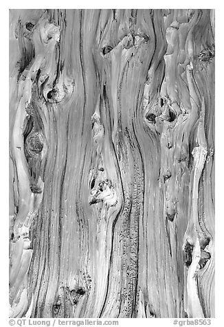 Detail of trunk of Bristlecone pine tree. Great Basin National Park (black and white)