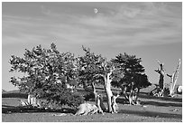 Bristlecone Pine trees and moon, late afternoon. Great Basin National Park, Nevada, USA. (black and white)