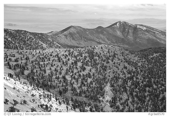 Mountains covered with Bristlecone Pines near Mt Washington, morning. Great Basin National Park (black and white)