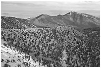 Mountains covered with Bristlecone Pines near Mt Washington, morning. Great Basin National Park, Nevada, USA. (black and white)