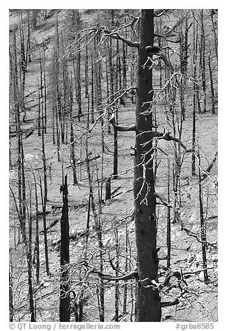 Slopes with burned forest. Great Basin National Park (black and white)