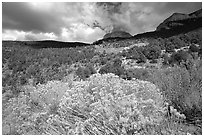 Sage in bloom and Snake Range. Great Basin National Park, Nevada, USA. (black and white)