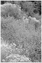 Sagebrush in bloom. Great Basin National Park, Nevada, USA. (black and white)