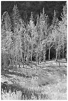 Aspens in fall color. Great Basin National Park, Nevada, USA. (black and white)