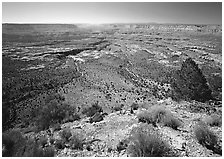 Esplanade from  North Rim, morning. Grand Canyon National Park, Arizona, USA. (black and white)