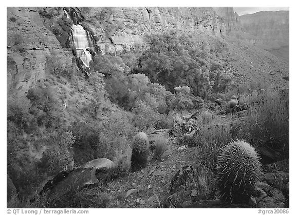 Barrel cacti and Thunder Spring, early morning. Grand Canyon National Park (black and white)
