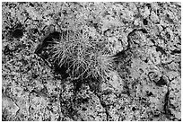 Cactus growing on rock with lichen. Grand Canyon National Park, Arizona, USA. (black and white)