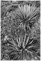Narrowleaf yuccas and pinyon pine sapling. Grand Canyon National Park, Arizona, USA. (black and white)