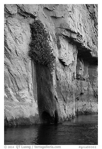 Vegetation clinging on cliff above river. Grand Canyon National Park (black and white)