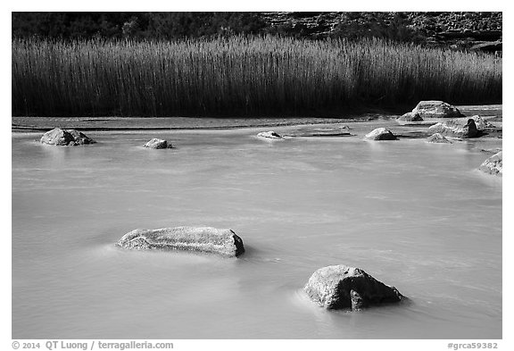 Rocks, reeds, and Little Colorado River. Grand Canyon National Park (black and white)