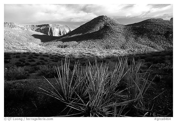 Cacti in Surprise Valley, late afternoon. Grand Canyon National Park (black and white)