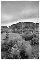 Sage flowers, wall, and cloud, Surprise Valley, sunset. Grand Canyon National Park, Arizona, USA. (black and white)