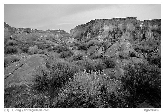 Flowers and mesas in Surprise Valley near Tapeats Creek, dusk. Grand Canyon National Park (black and white)