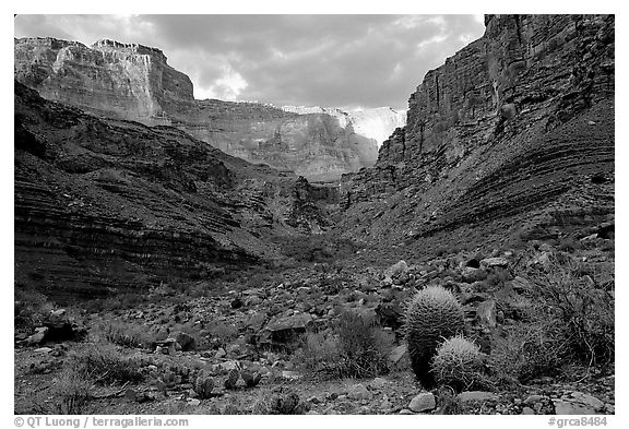 Cactus and canyon walls, Tapeats Creek. Grand Canyon National Park (black and white)