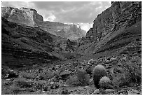 Cactus and canyon walls, Tapeats Creek. Grand Canyon National Park, Arizona, USA. (black and white)