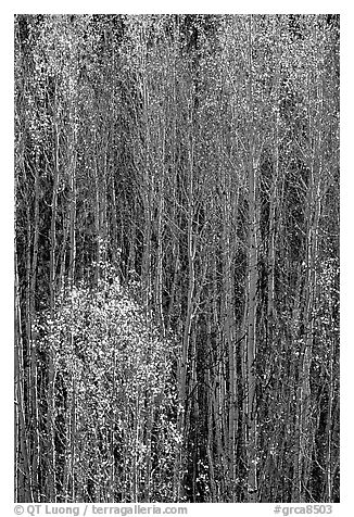 Tall aspens in autumn. Grand Canyon National Park (black and white)