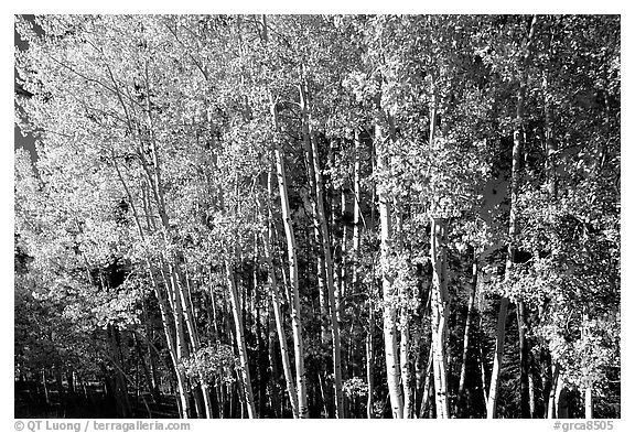 Aspens in  fall. Grand Canyon National Park (black and white)
