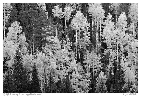 Aspens and evergreens on hillside, North Rim. Grand Canyon National Park (black and white)