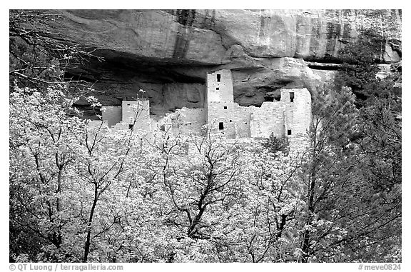 Trees and Cliff Palace, morning. Mesa Verde National Park (black and white)