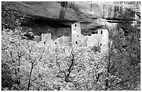 Trees and Cliff Palace, morning. Mesa Verde National Park, Colorado, USA. (black and white)