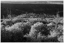 Trees, shrubs, and cliff shadow, early morning. Mesa Verde National Park, Colorado, USA. (black and white)