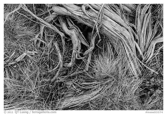 Close up of grasses and roots. Mesa Verde National Park, Colorado, USA.